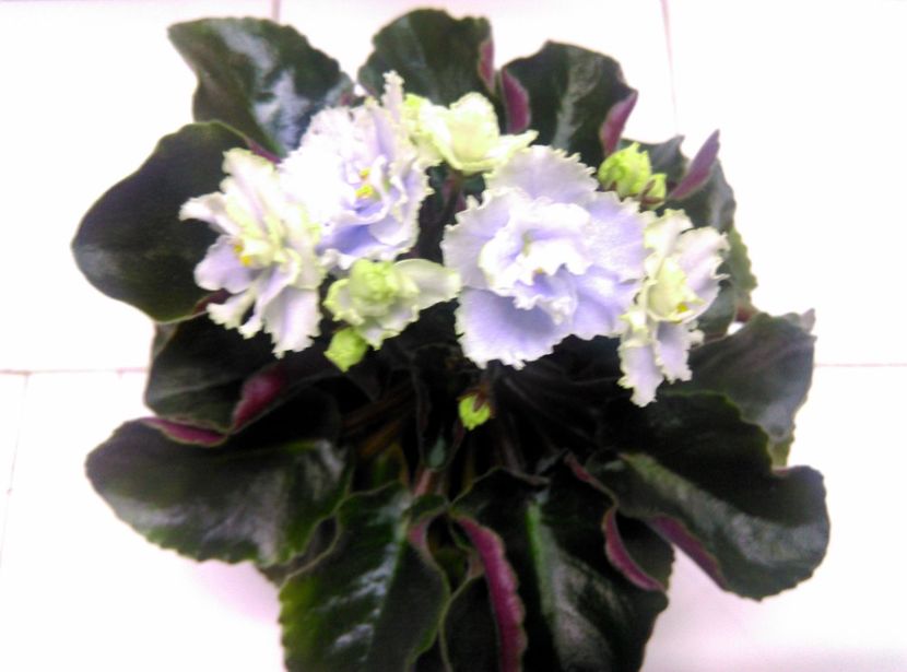  - Boo Man de la Mihaela E