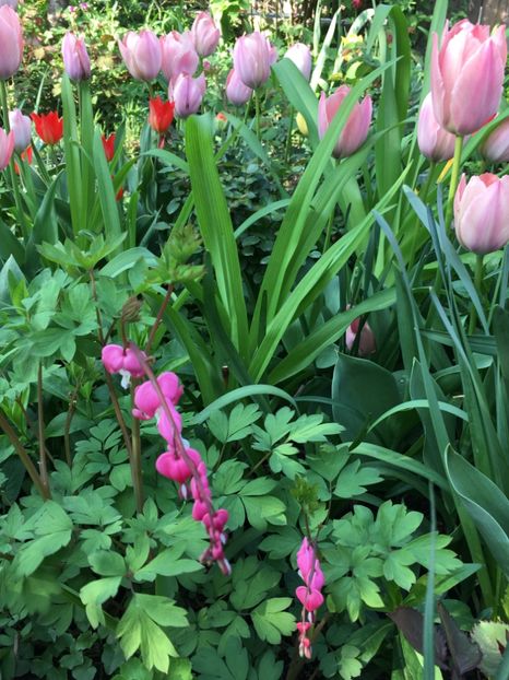 BE188F06-874E-4AF2-AF72-3998A931B96D - Lalele 2019