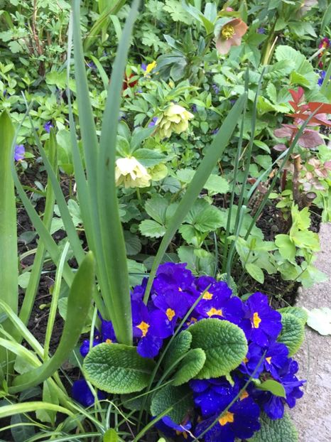 029207A3-A49C-4906-9D5D-4401C632B570 - Spanz 2019