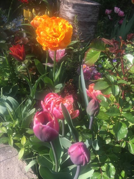 F3930FEC-764D-45AE-A7D5-36C1430790B2 - Aprilie