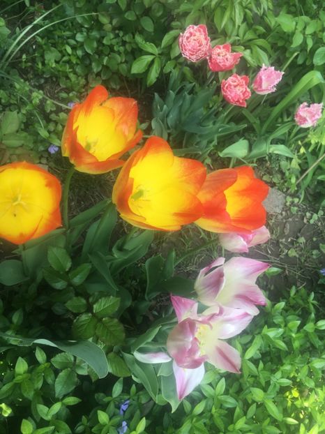 1F8B2234-DC99-4C4B-9246-91128436D141 - Aprilie