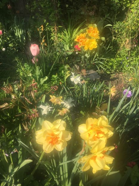 4F6B767E-DC03-44D8-B1FF-97F5F3F02E4E - Aprilie