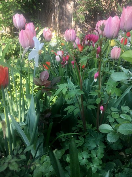 0429DD51-1205-4CDB-8080-123CD4B5A88E - Aprilie