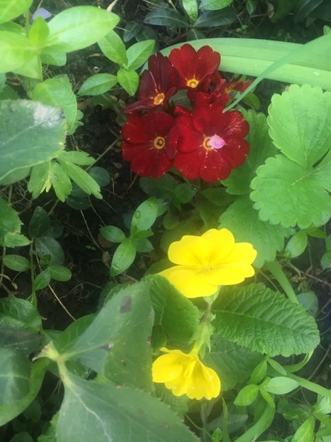 C6B8F9D8-C19B-4B22-8051-61A118BCA5CB - Aprilie