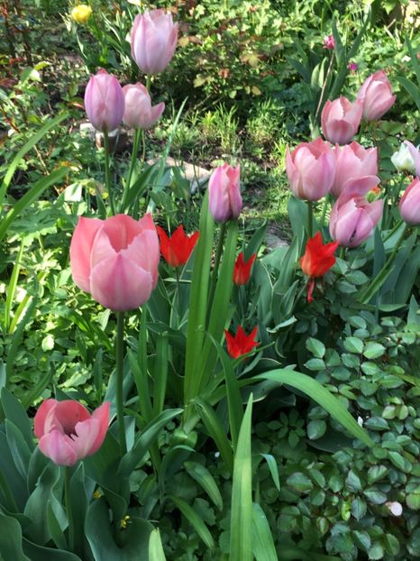 40DCAC52-AFF9-4540-8A25-E02F211668C5 - Aprilie