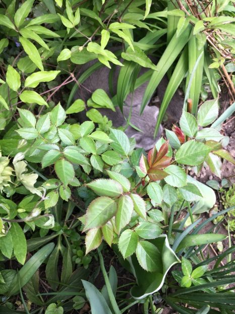 ADF7B48D-9FF6-4196-A67A-60D46E8340D4 - Aprilie