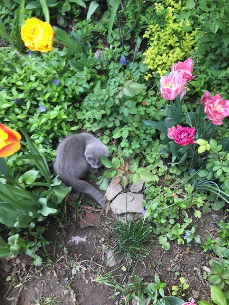 2D82ABCF-1C8B-434C-A9B2-578E5B20155E - Aprilie