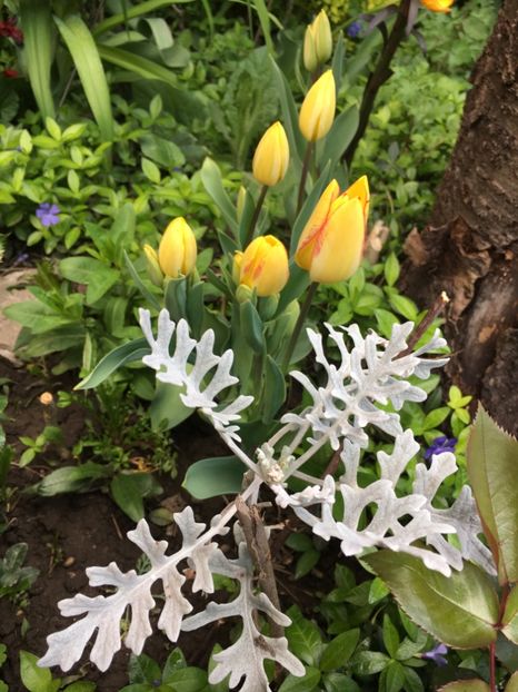 7A32B6F7-21EC-4CE1-BFEA-AC84C6DB2B9C - Aprilie