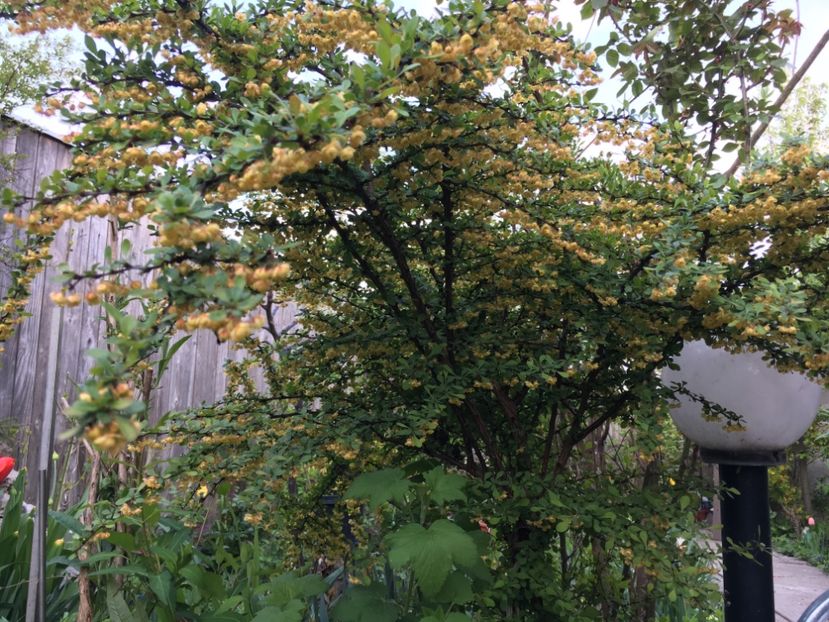 40EA6A9B-A72C-4428-88A1-7F1EC907C3EC - Aprilie