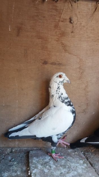  - Voiajori pietraini matca 2019