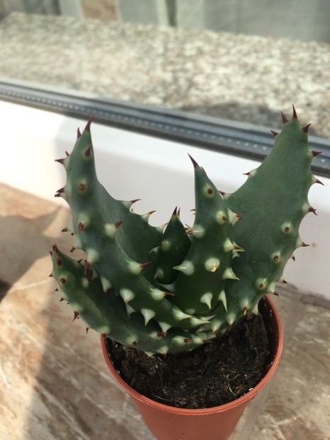 Nr 1-Aloe 15 lei - Vânzări cactusi si suculente Aprilie 2019