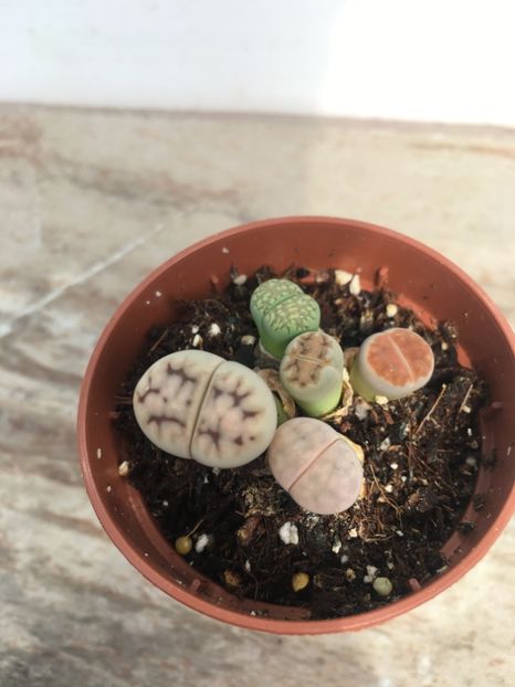 Nr 3-Lithopsi 5 lei buc - Vânzări cactusi si suculente Aprilie 2019