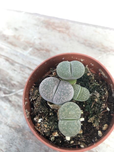  - Vânzări cactusi si suculente Aprilie 2019