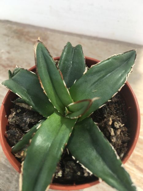 Nr 5-agava victoria reginae-20 lei buc - Vânzări cactusi si suculente Aprilie 2019