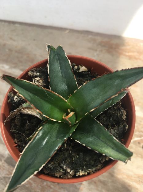  - Vânzări cactusi si suculente Aprilie 2019