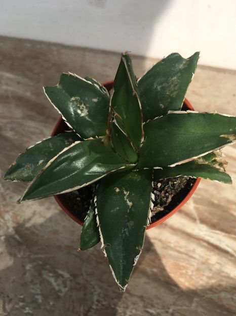  - Vânzări cactusi si suculente Aprilie 2019