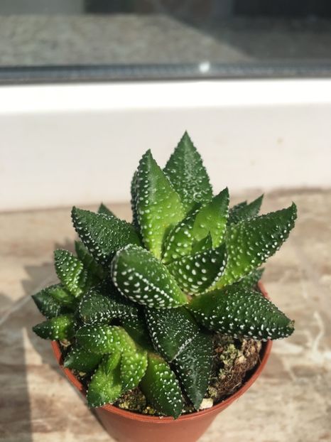  - Vânzări cactusi si suculente Aprilie 2019