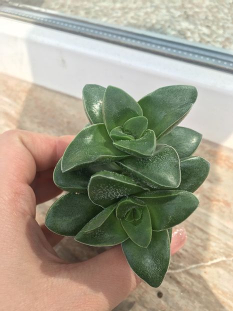  - Vânzări cactusi si suculente Aprilie 2019