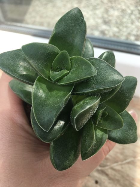  - Vânzări cactusi si suculente Aprilie 2019