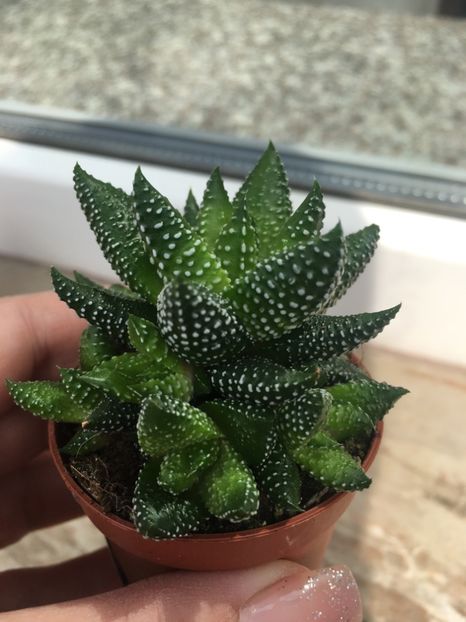  - Vânzări cactusi si suculente Aprilie 2019