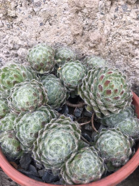 Nr 8 Sempervivum 5 lei buc mare si 3 lei mica - Vânzări cactusi si suculente Aprilie 2019