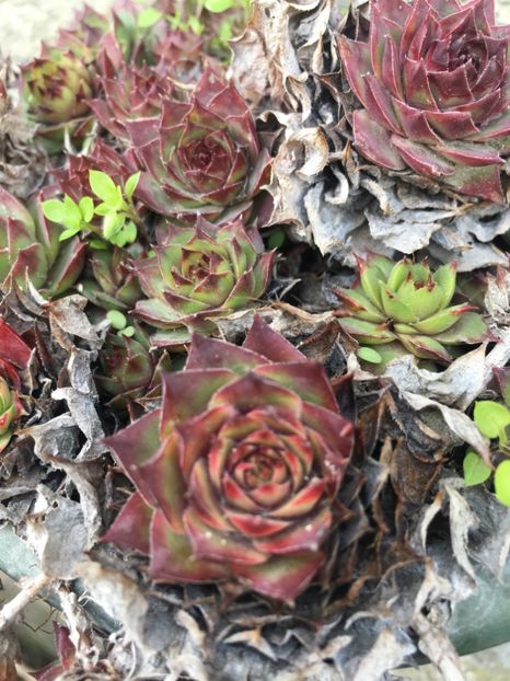  - Vânzări cactusi si suculente Aprilie 2019