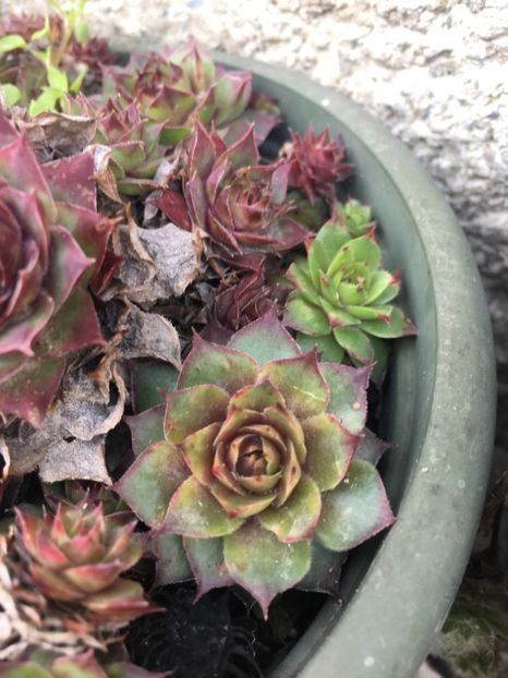  - Vânzări cactusi si suculente Aprilie 2019