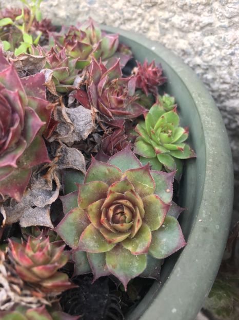  - Vânzări cactusi si suculente Aprilie 2019