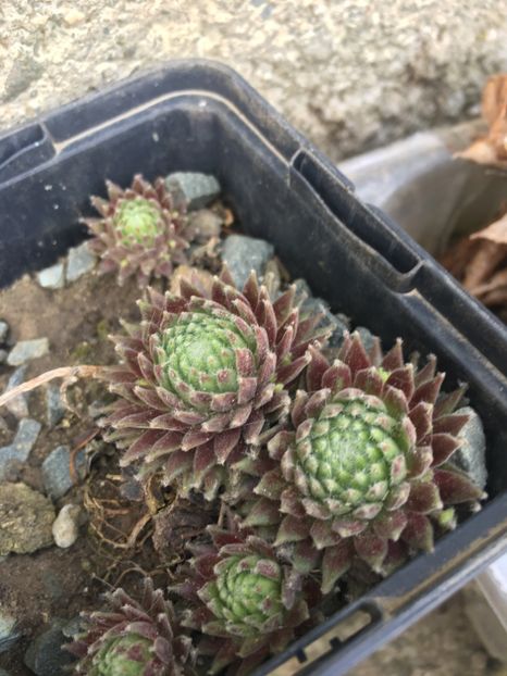  - Vânzări cactusi si suculente Aprilie 2019