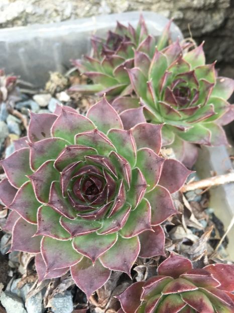  - Vânzări cactusi si suculente Aprilie 2019