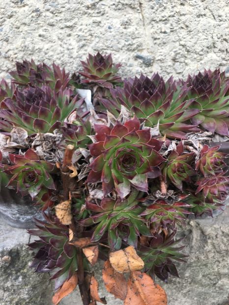  - Vânzări cactusi si suculente Aprilie 2019