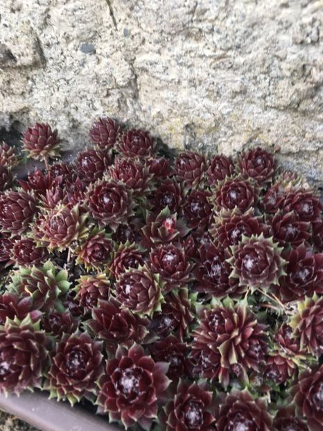  - Vânzări cactusi si suculente Aprilie 2019