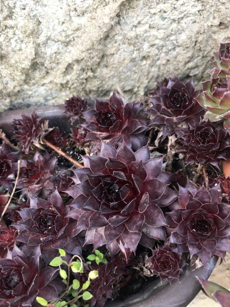  - Vânzări cactusi si suculente Aprilie 2019