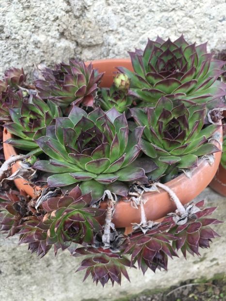  - Vânzări cactusi si suculente Aprilie 2019