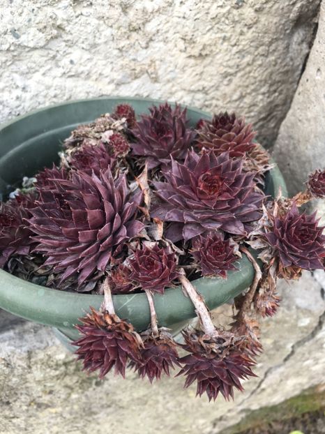  - Vânzări cactusi si suculente Aprilie 2019