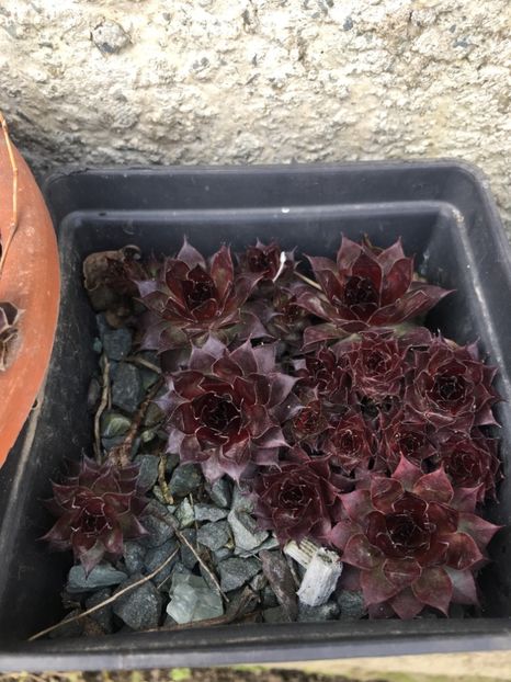  - Vânzări cactusi si suculente Aprilie 2019