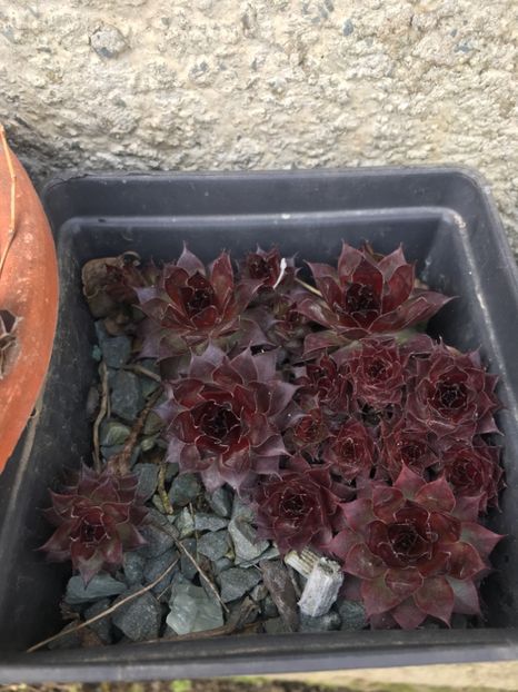  - Vânzări cactusi si suculente Aprilie 2019