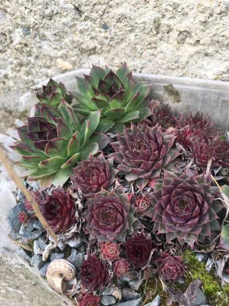  - Vânzări cactusi si suculente Aprilie 2019