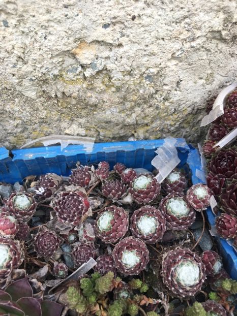  - Vânzări cactusi si suculente Aprilie 2019