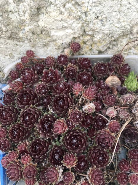  - Vânzări cactusi si suculente Aprilie 2019