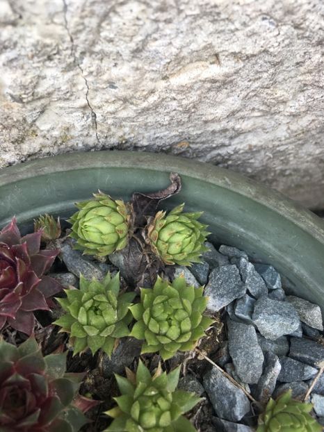  - Vânzări cactusi si suculente Aprilie 2019