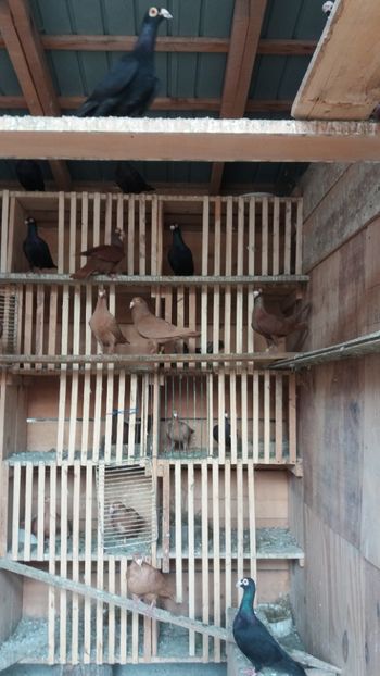  - Bagdeti de szolnok mtca 2019