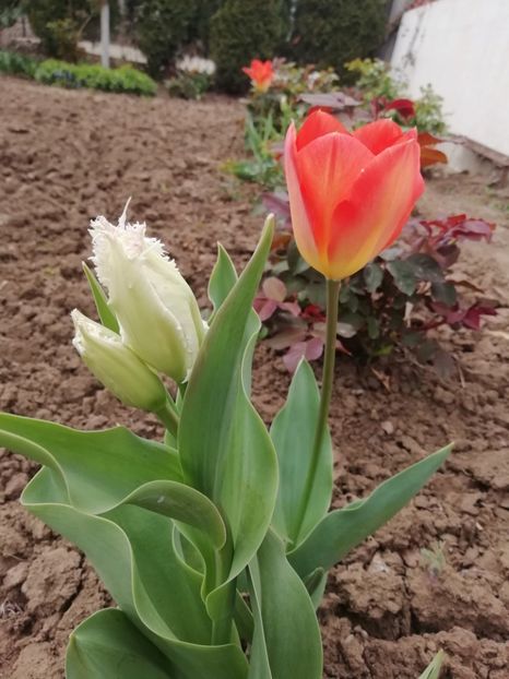 9.04 - gradina 2019