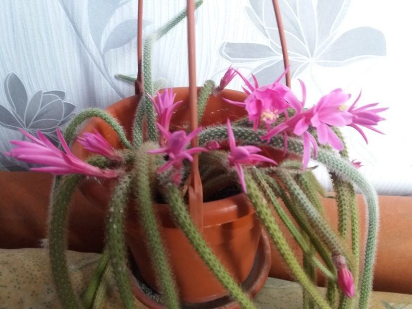  - Florile mele aprilie 2019