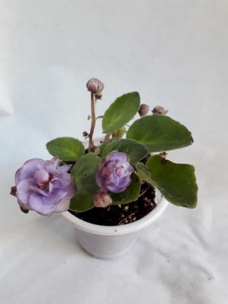  - VIOLETE IN COLECTIEpoze net----