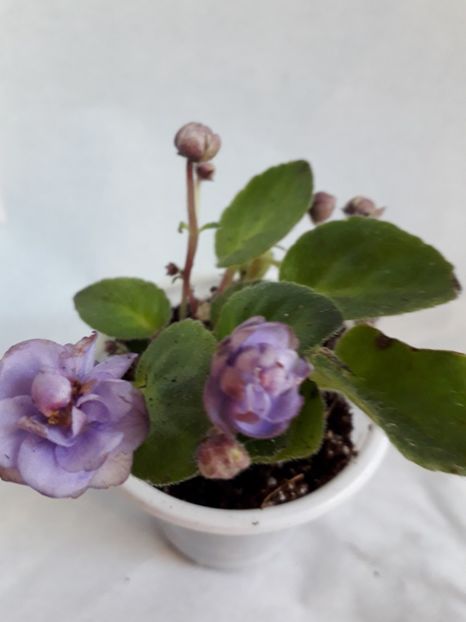  - VIOLETE IN COLECTIEpoze net----