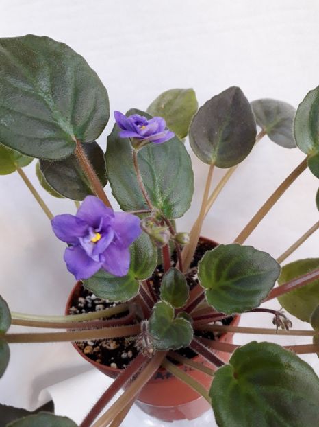  - VIOLETE IN COLECTIEpoze net----
