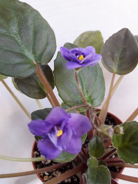 - VIOLETE IN COLECTIEpoze net----