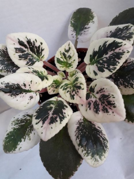  - VIOLETE IN COLECTIEpoze net----