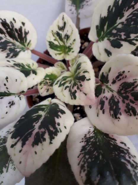  - VIOLETE IN COLECTIEpoze net----